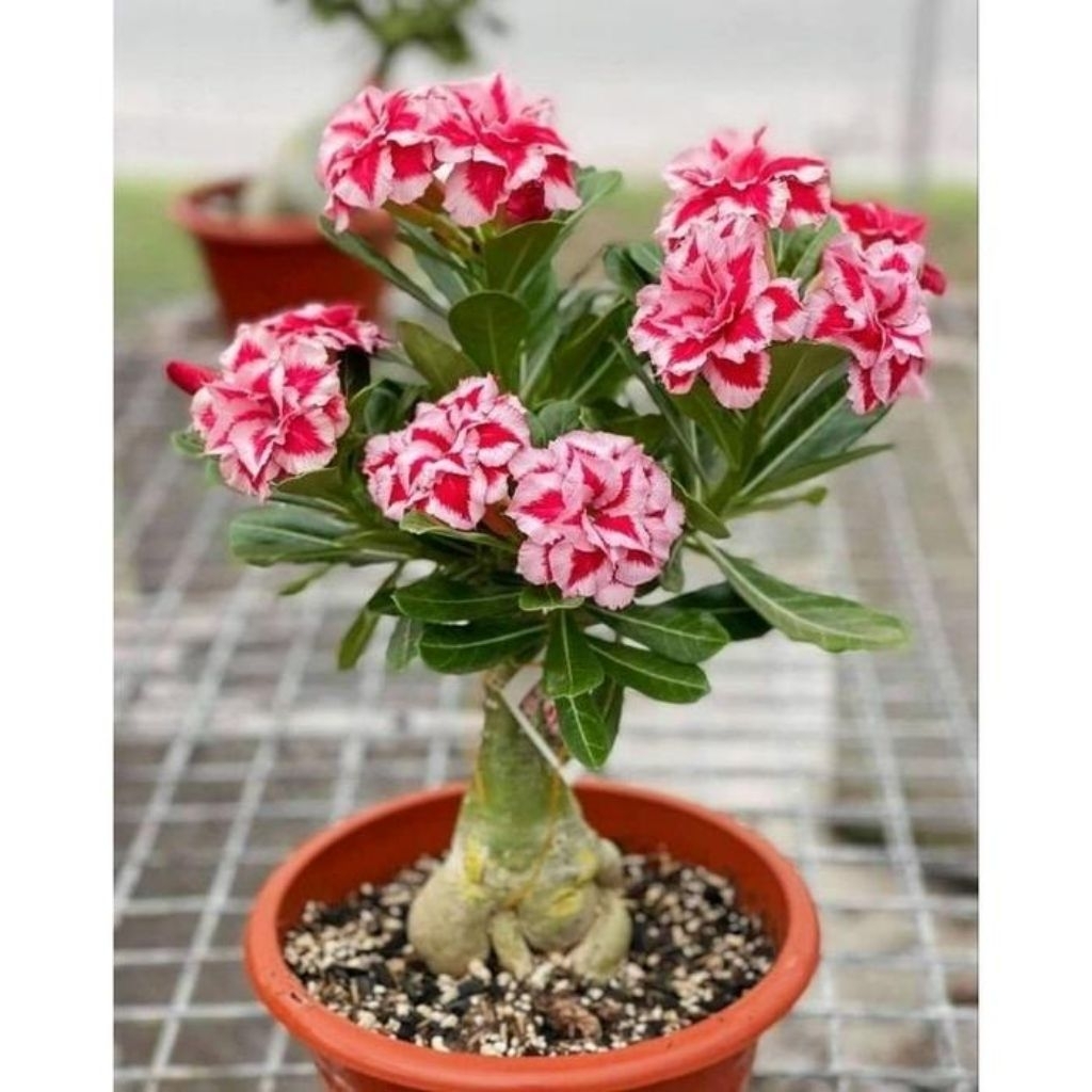 Hiasan Taman Adenium Kamboja Jepang Tanaman Hidup Bunga Kambodja / Adenium Kamboja Bunga Tumpuk Terl