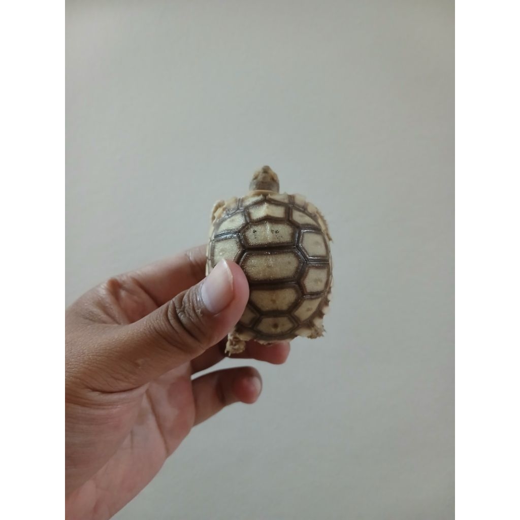 Sulcata baby