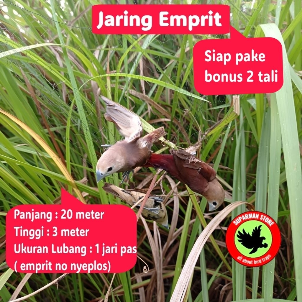 JARING BURUNG EMPRIT ppt JARING BURUNG NILON JARING BURUNG NYLON JARING BURUNG PIPIT JARING BONDOL J