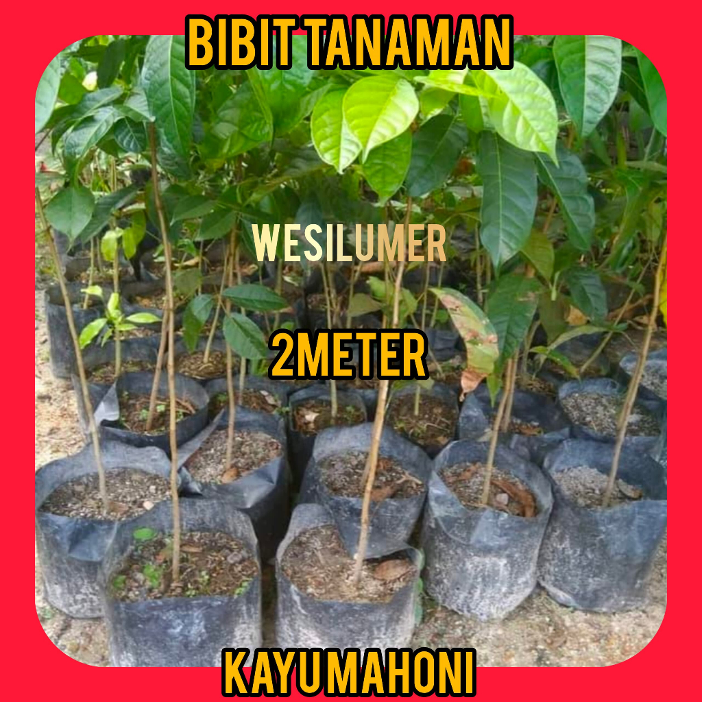 Bibit Mahoni 2 Meter / Bibit Kayu Mahoni