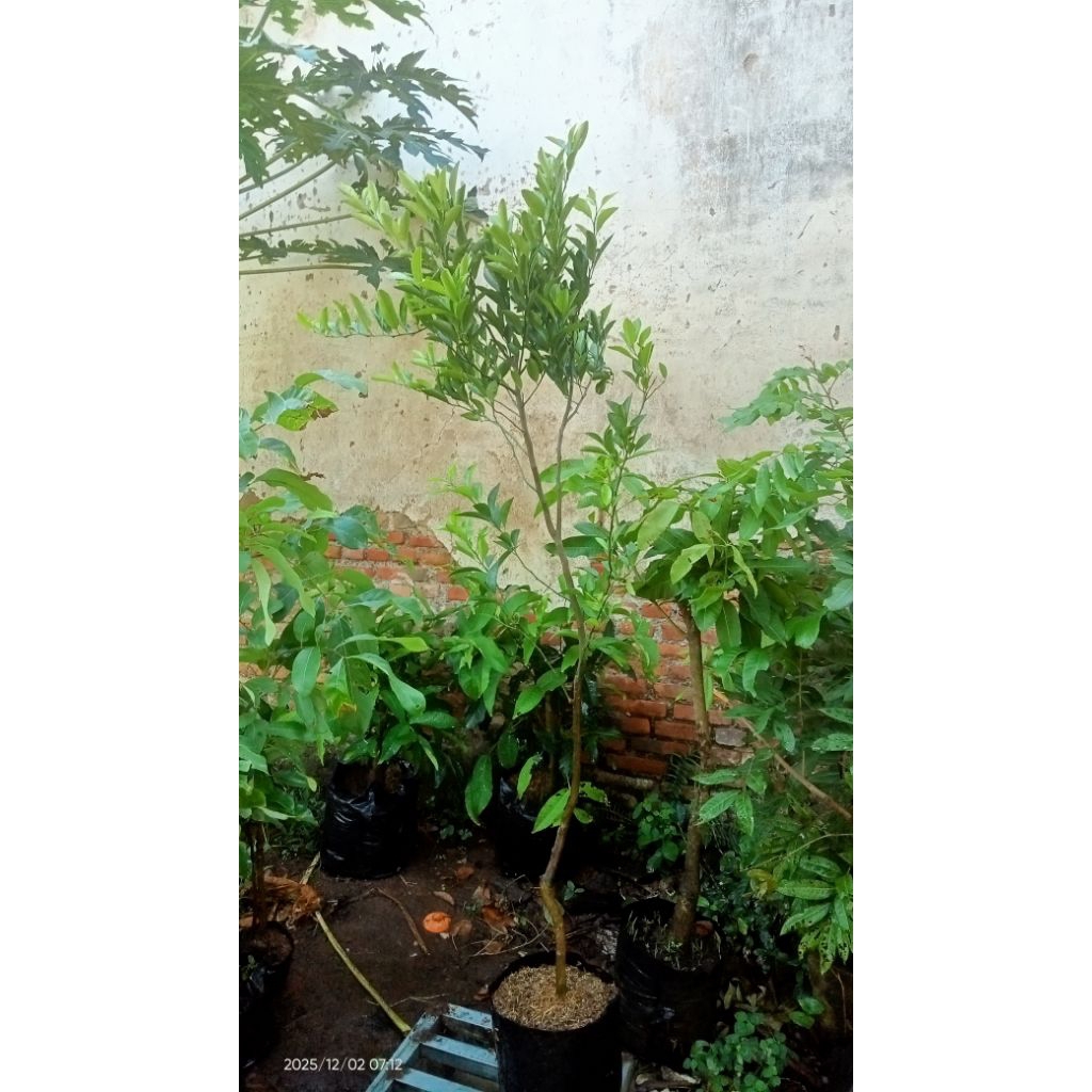 bibit jeruk santang madu asli