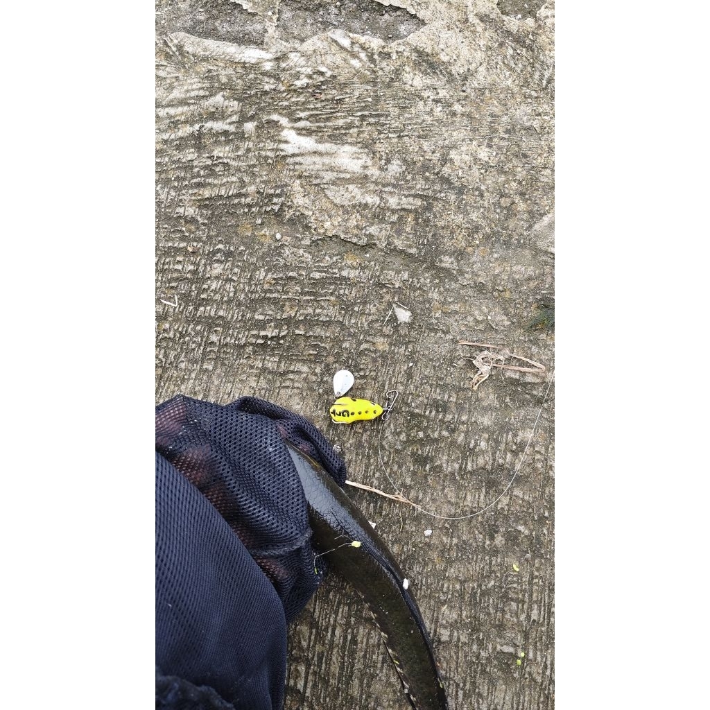 sofrog