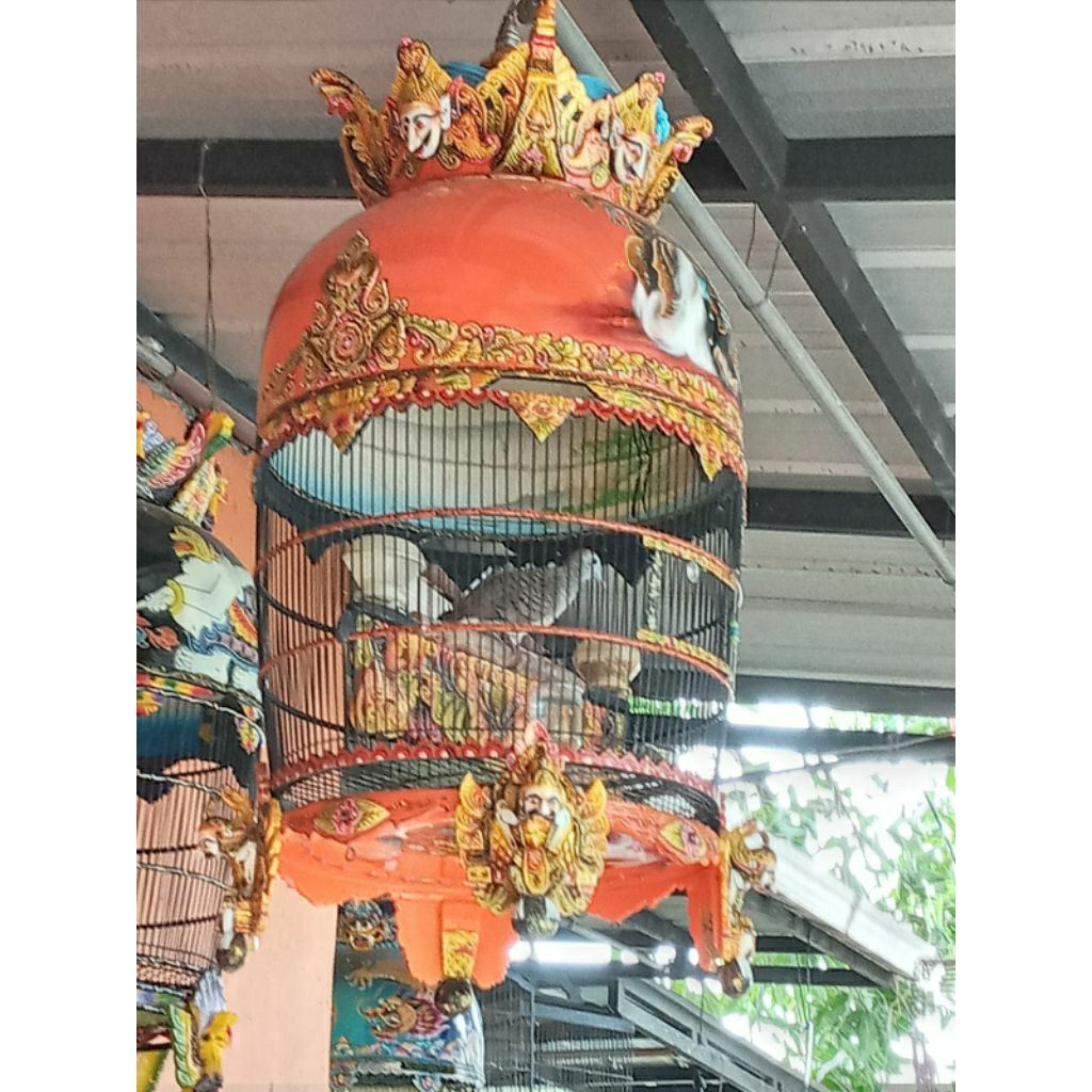 Perkutut Bangkok Pejantan