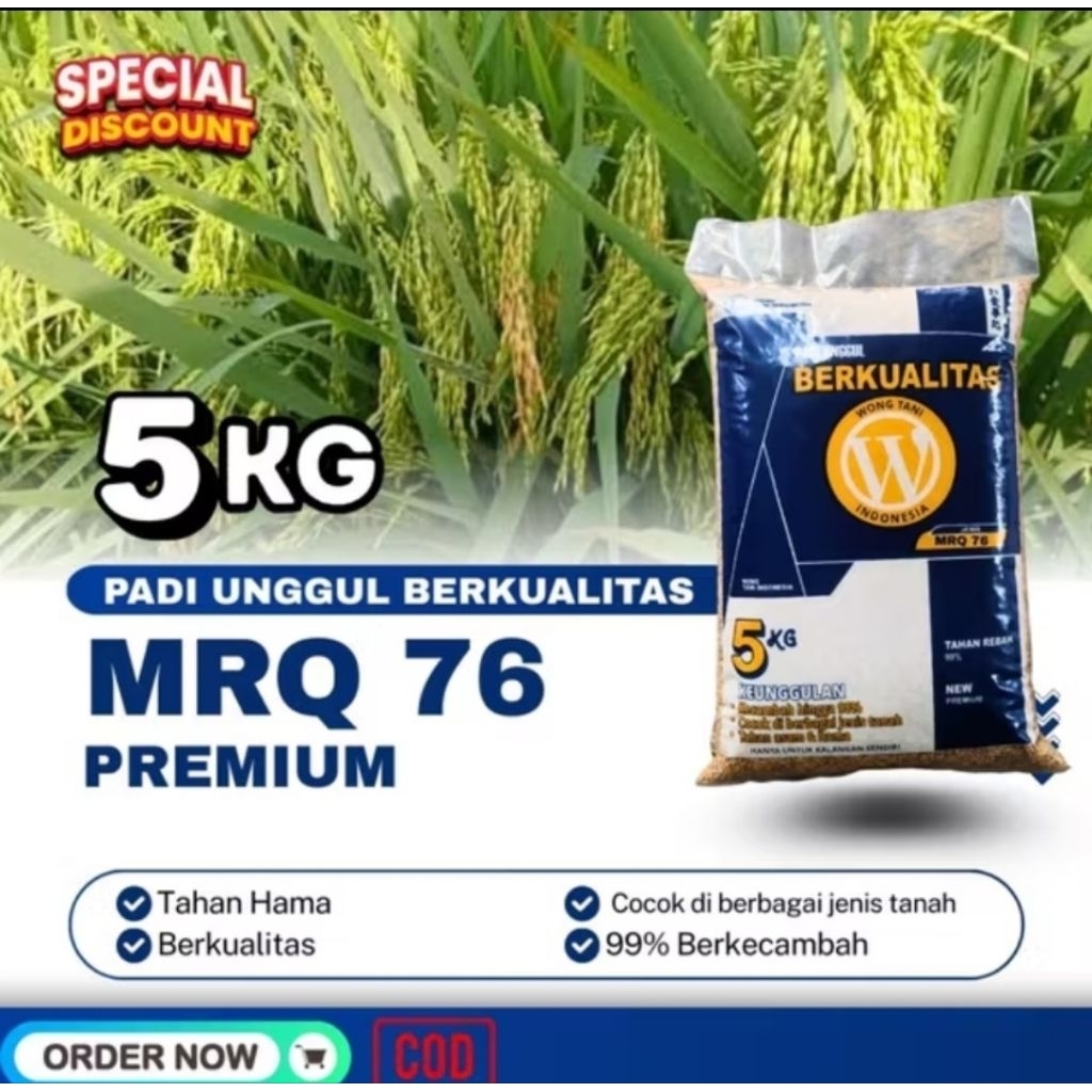 gabah kering MRQ 76 PREMIUM