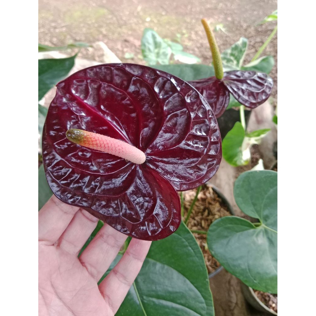 bunga anturium black queen