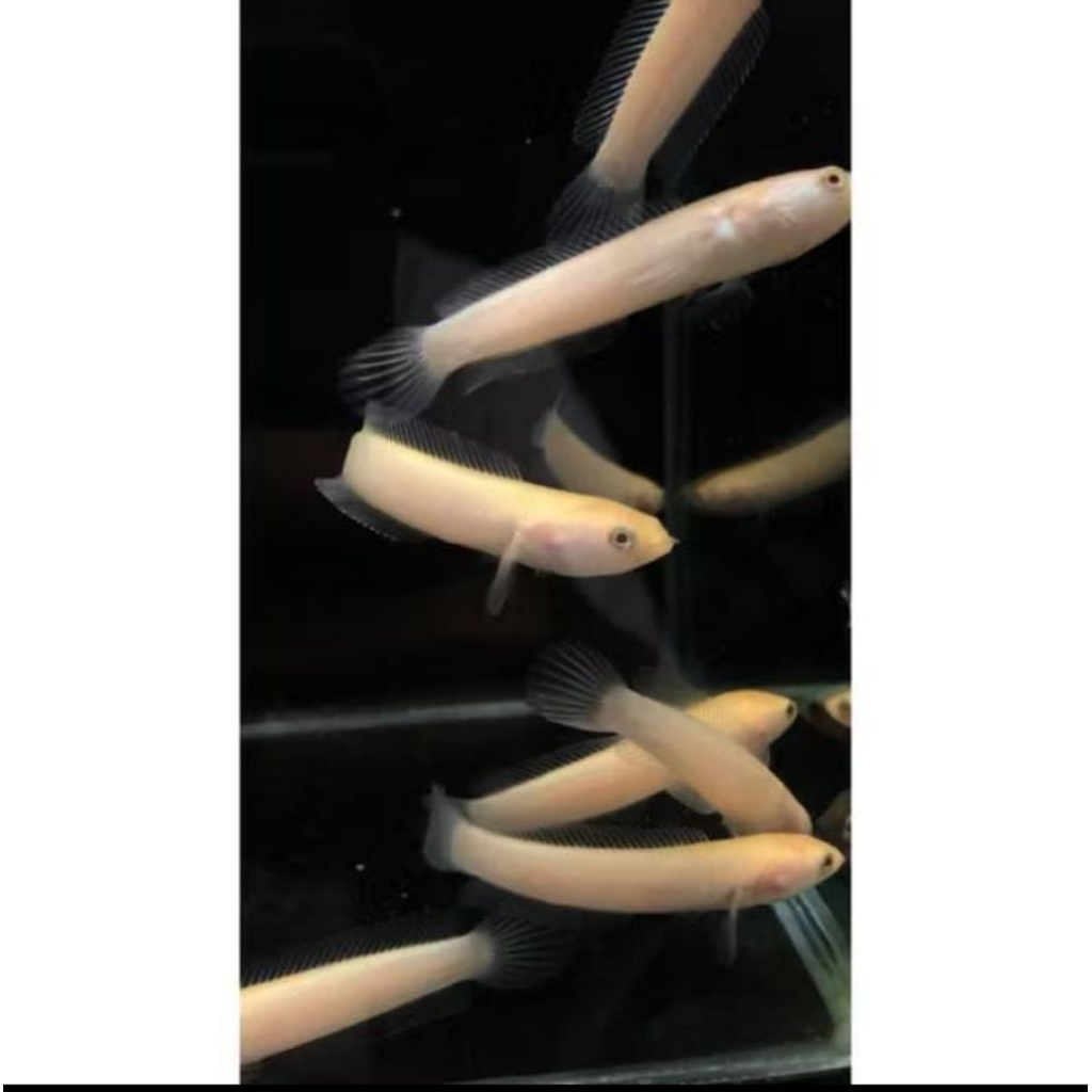 limbata golden tiger grade A+ 5-8cm