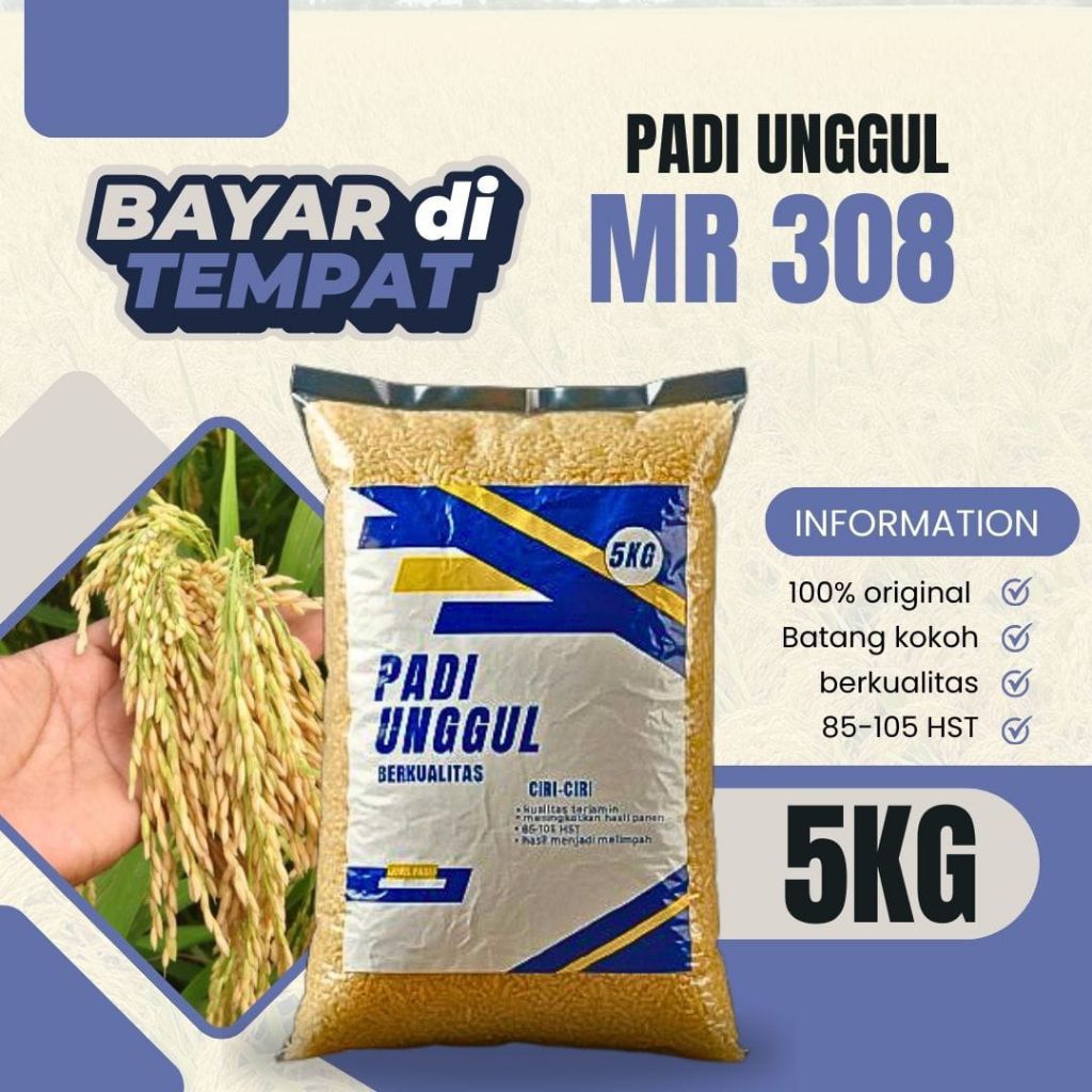 BENIH PADI MR308 5KG