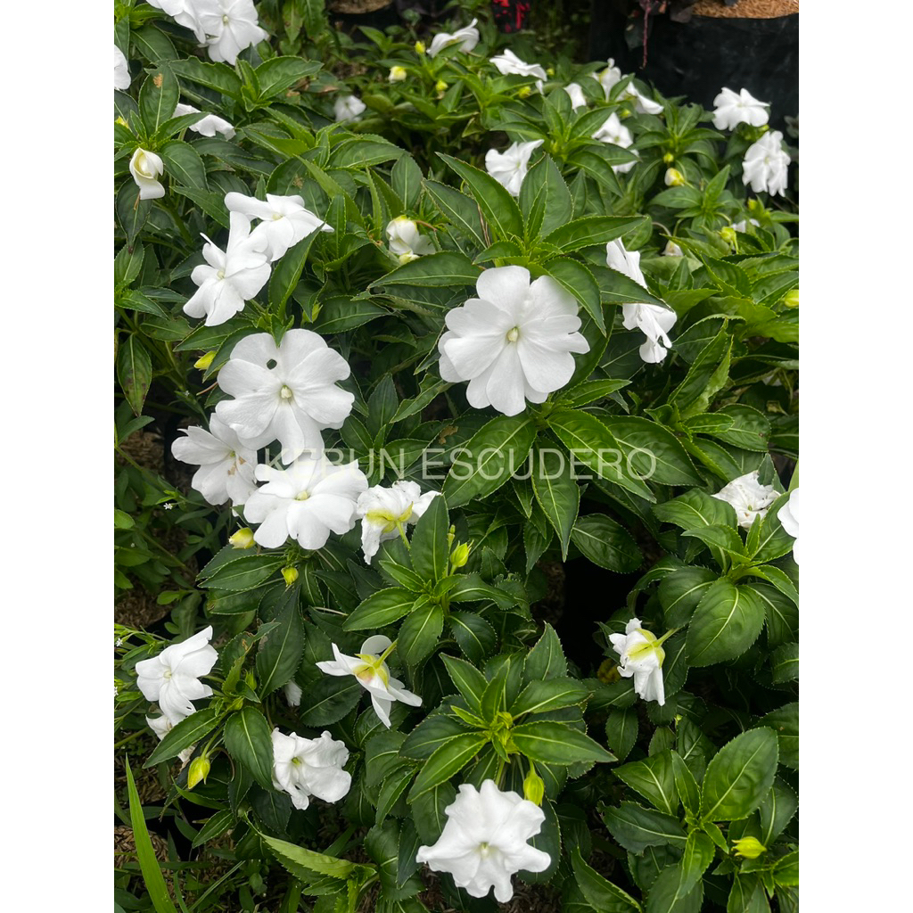 Pacar Air Putih - Tanaman Hias Pacar Air Putih - Tanaman Bunga Pacar Air Putih - Pacar Air Putih - P