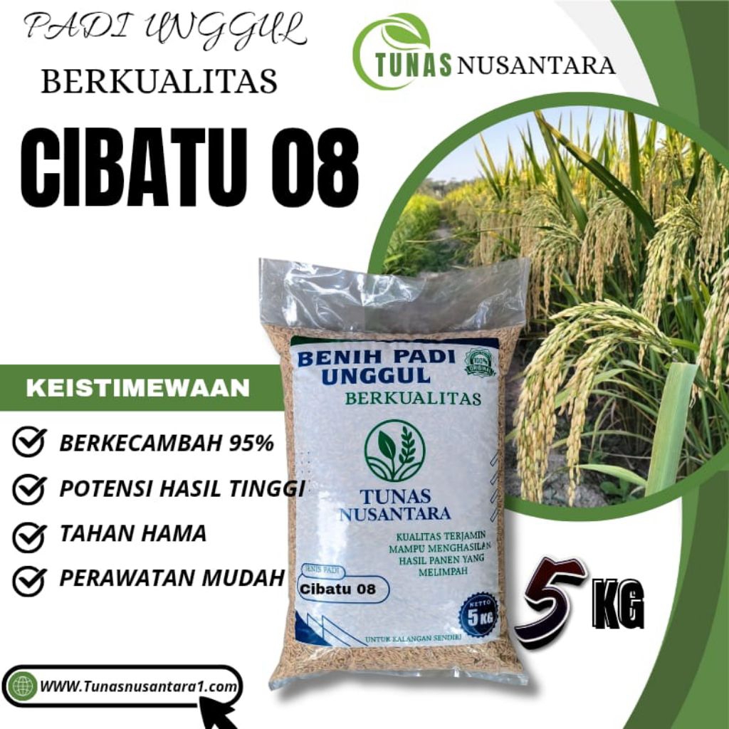 Benih padi unggul berkualitas tinggi CIBATU 08 original kemasan 5kg