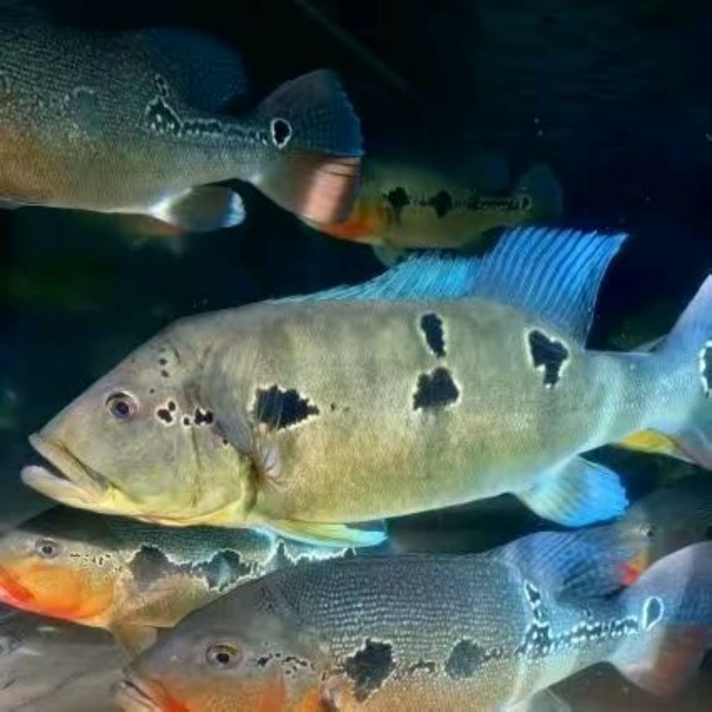 Peacock Bass Pinima 8-10cm Ikan Hias