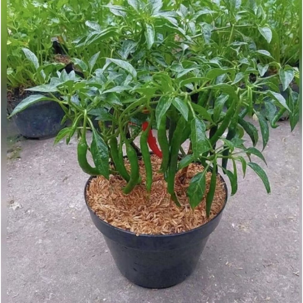 Pohon Cabai Keriting, Bibit Pohon Cabai Keriting