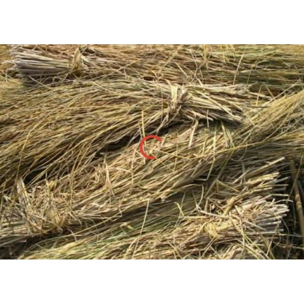 Jerami kering untuk ayam bertelur