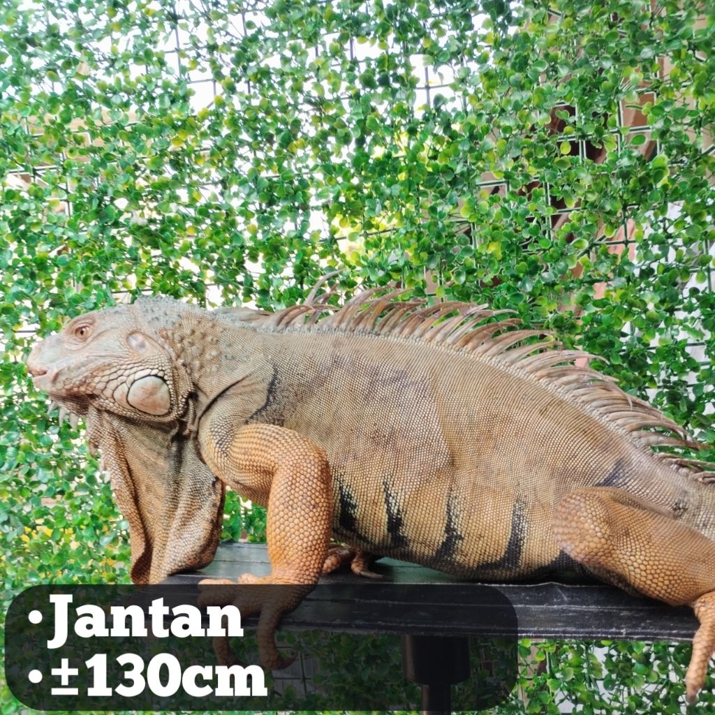 pelet Iguana jantan 130cm