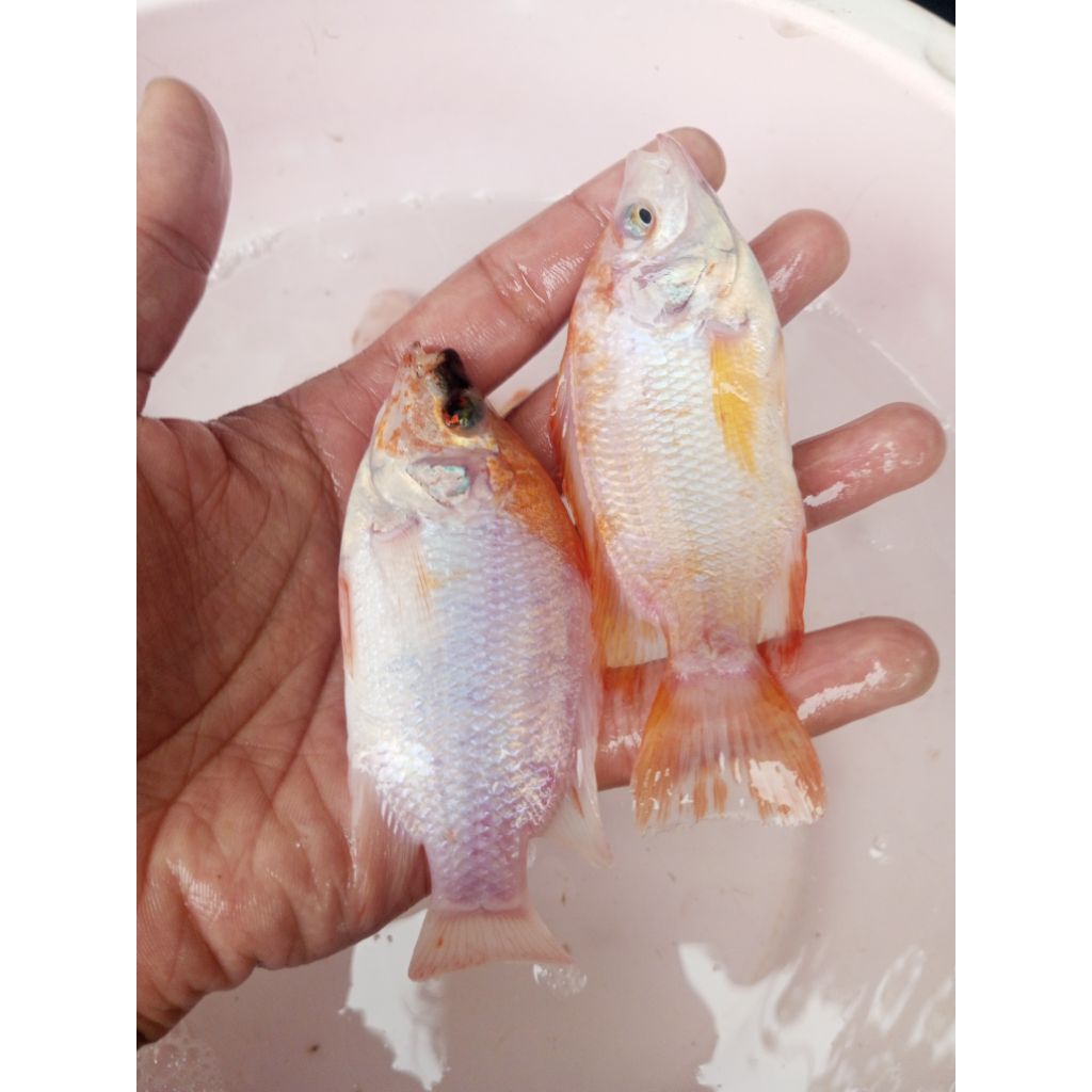 Nila merah red prima per kilo