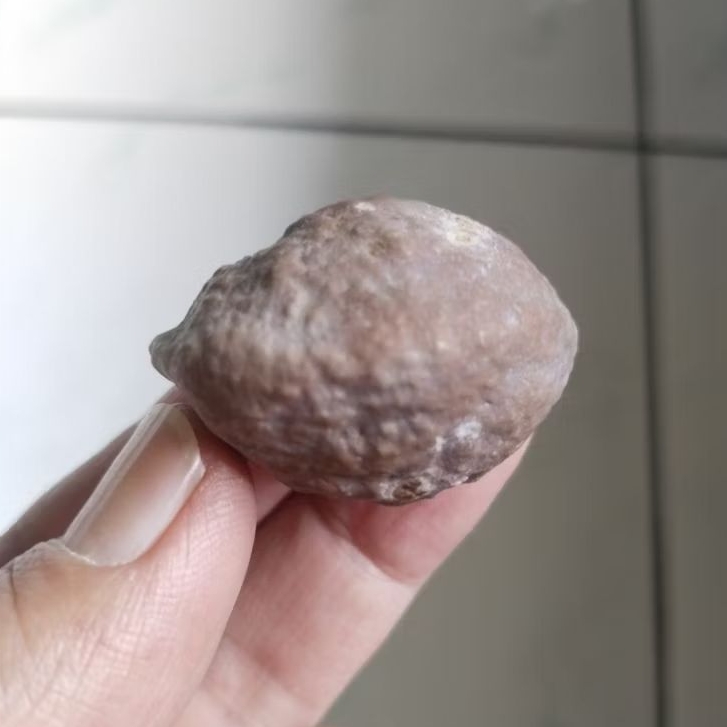 Kemiri adu Muncang adu Jayanti Predator Ori Tua jatuhan