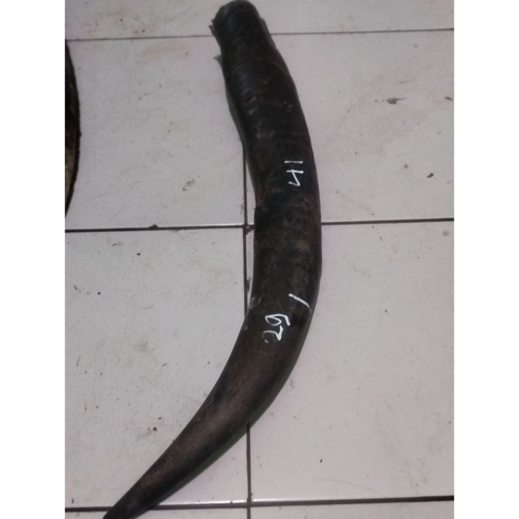 tanduk kerbau super panjang total 70 padatan 29cm bisa untuk ful tanduk