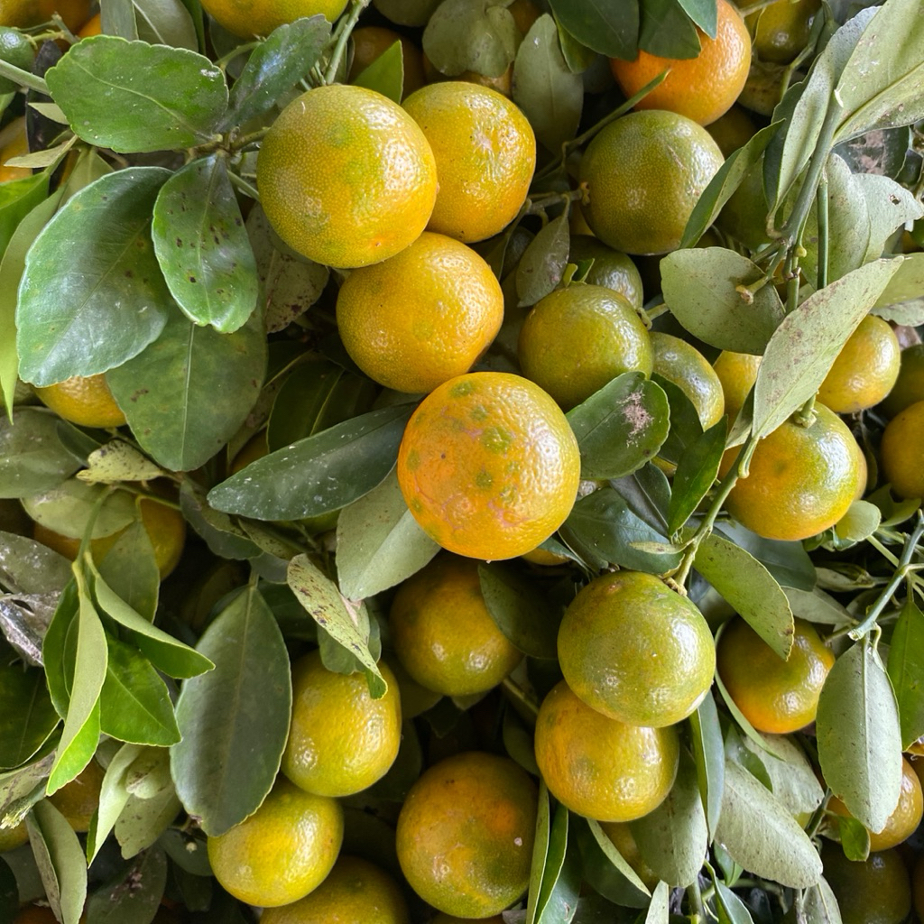 just Sonkit — Jeruk Sonkit / jeruk kunci / jeruk kasturi / jeruk kalamansi 500 gram