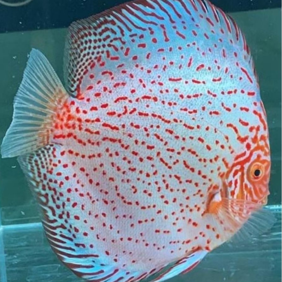 Discus white Pigeon ikan hias aquascape / hiasan aquarium