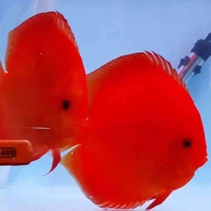 Discus super red ikan hias aquascape / hiasan aquarium