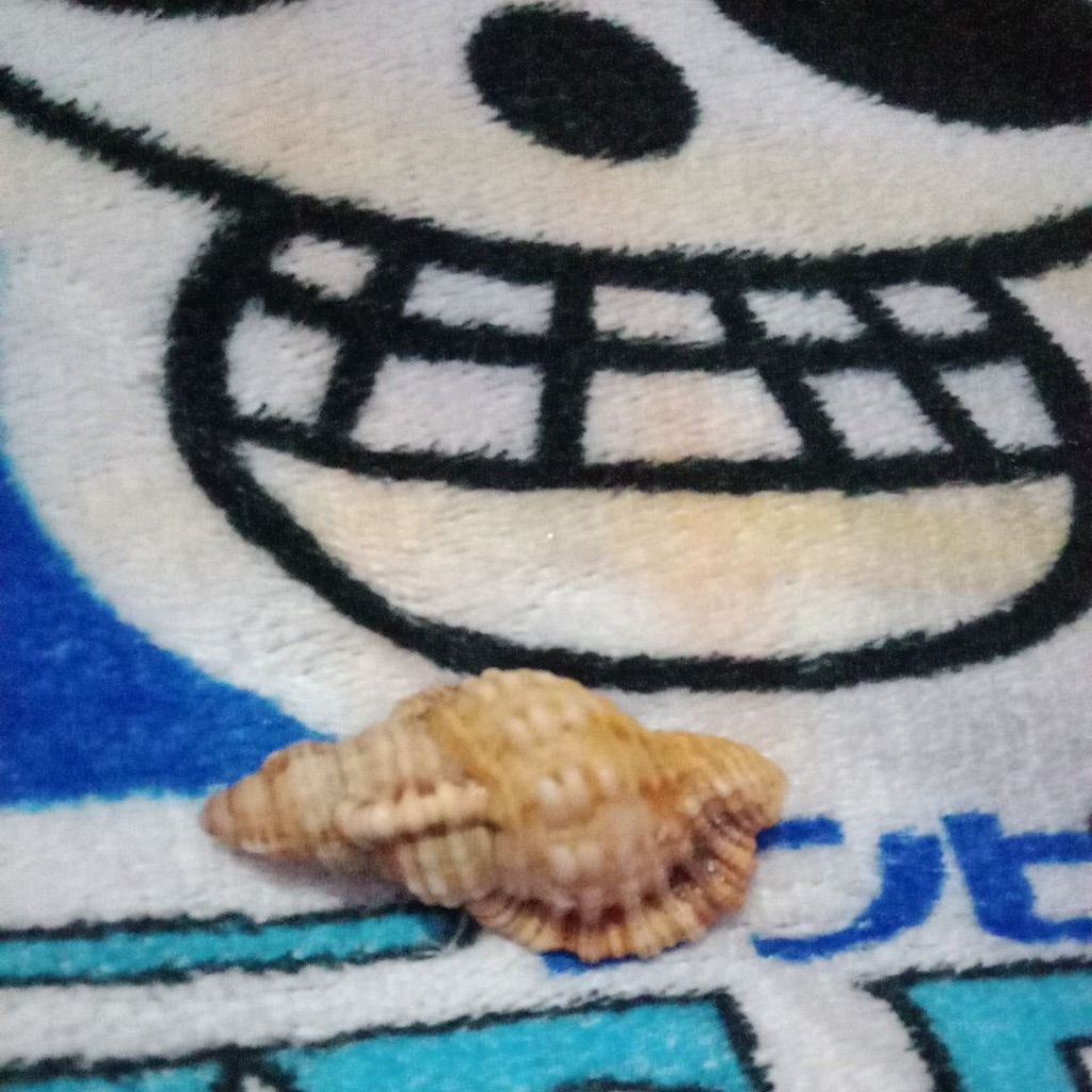 cangkang kelomang ukuran besar