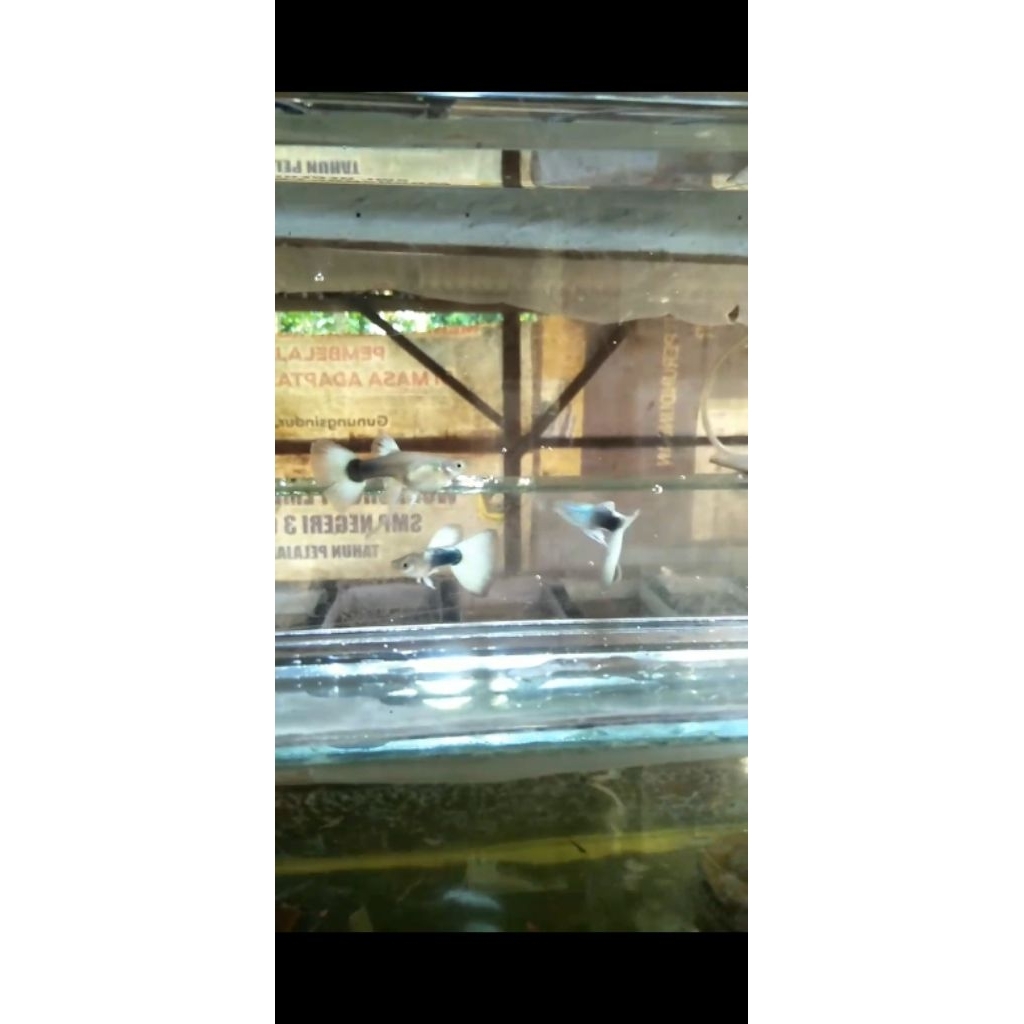 guppy hb white ribbon