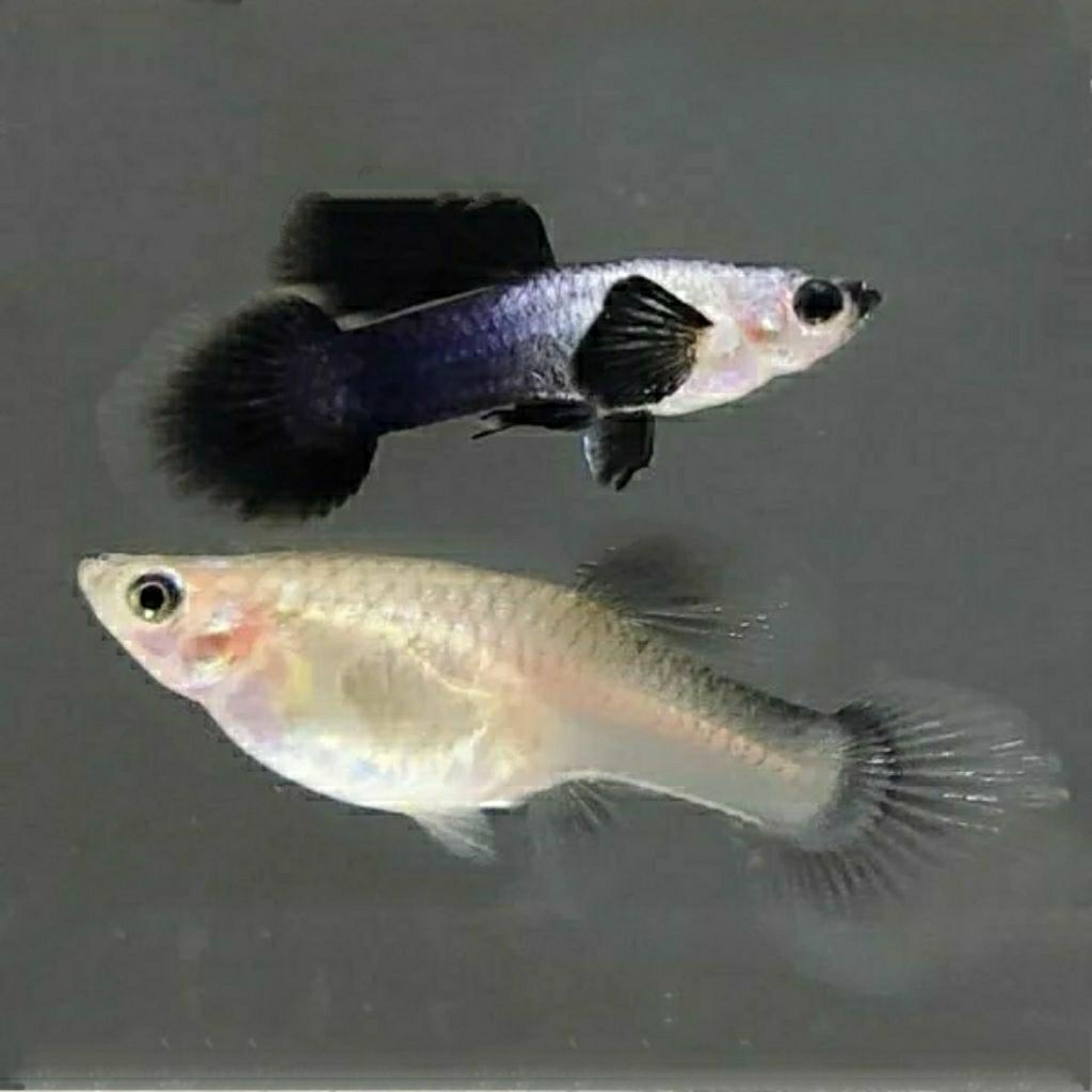guppy mini panda