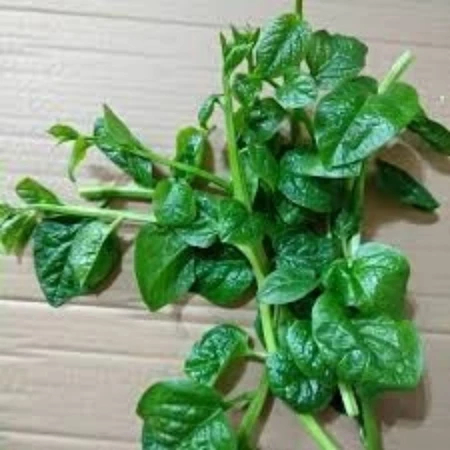 Bibit Sayur Hiaju Bayam Malabar Kemasan Isi 60 Butir Biji Benih Tanaman Buah Bayam