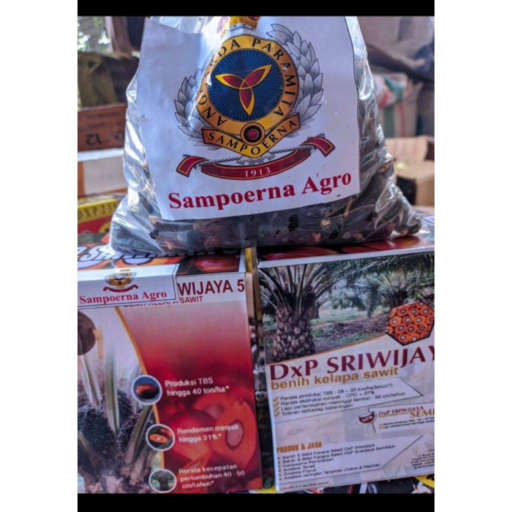 kecambah sawit unggulberkualitas Sriwijaya5