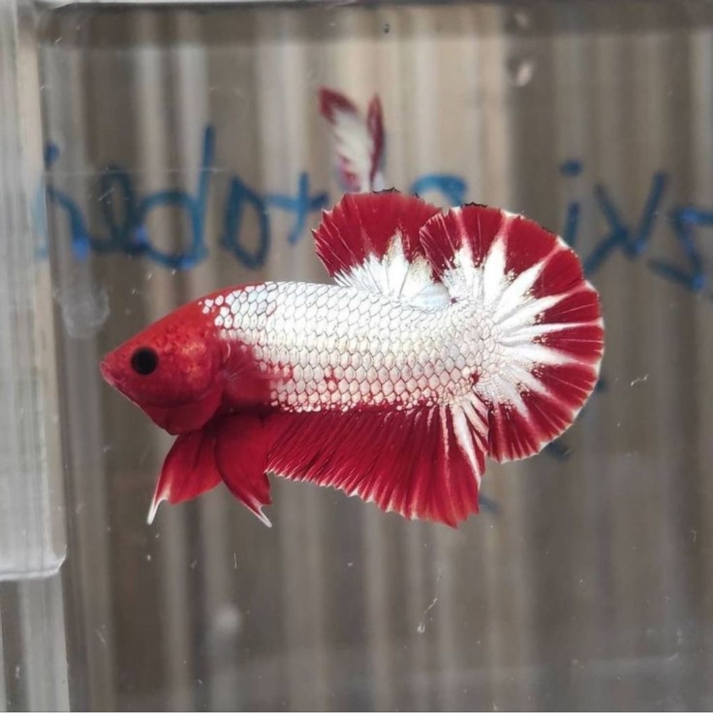 FCCP Red Head - GRADE