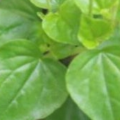 tanaman herbal gempur batu