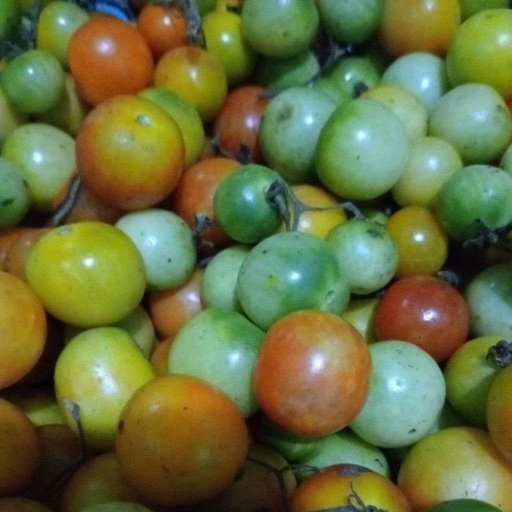 tomat rampai khas Lampung 100 gr