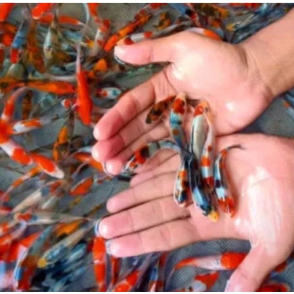 Ikan Koi Kohaku Sanke Shiro Showa Grade A Size 6-7 Cm=10 eqr / Koi Murah Berkualitas Warna Cantik