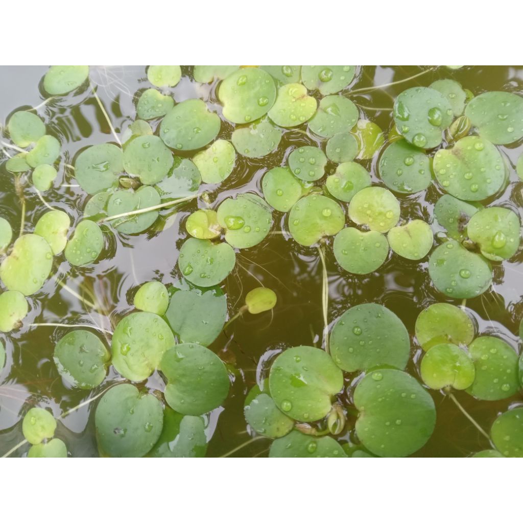 tanaman apung frogbit hiasan aquarium