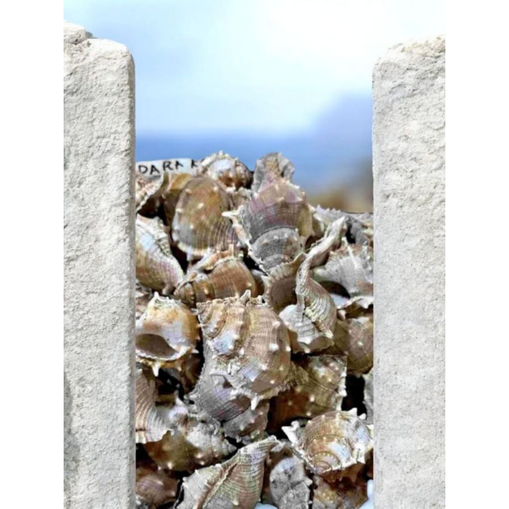 Kerang Duri Hiasan Dekorasi Kerang Laut 500 Gram - Shell