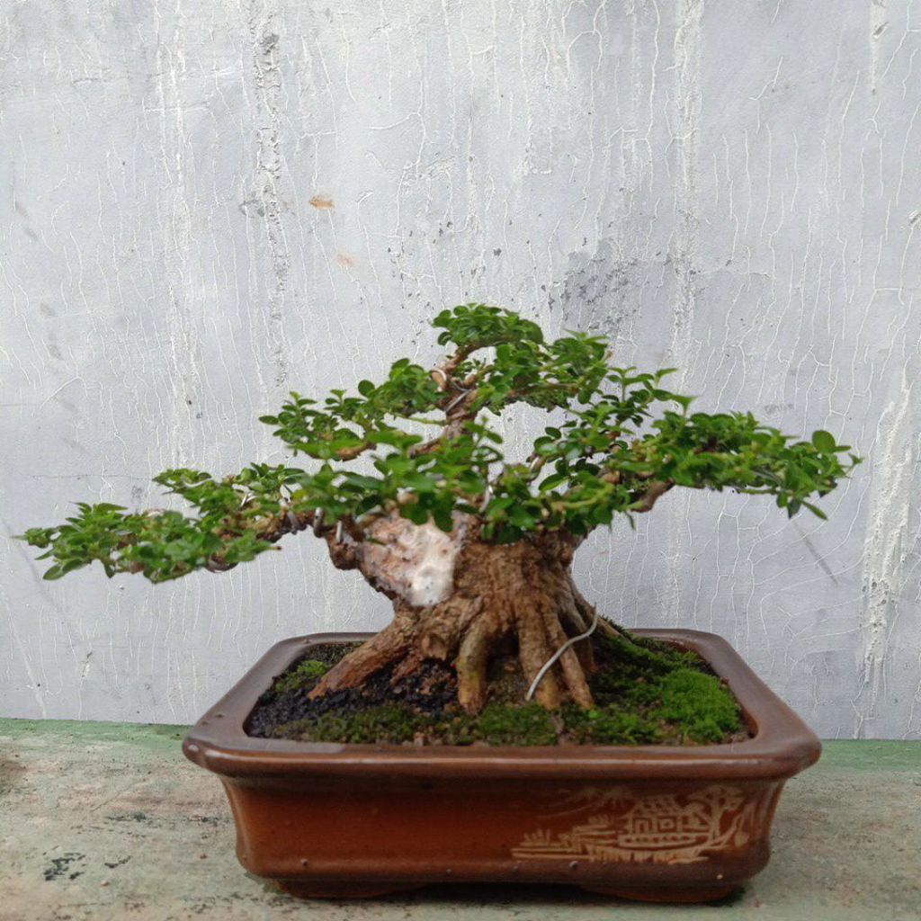 Bonsai Sancang siap Pajang Mame