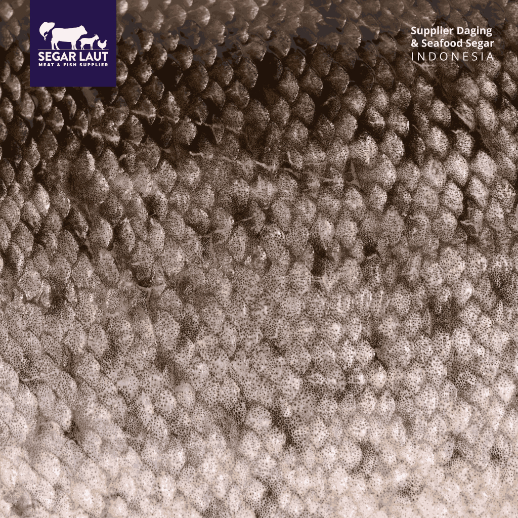 Kulit Ikan Salmon Frozen | Kulit Utuh Salmon | Salmon Skin