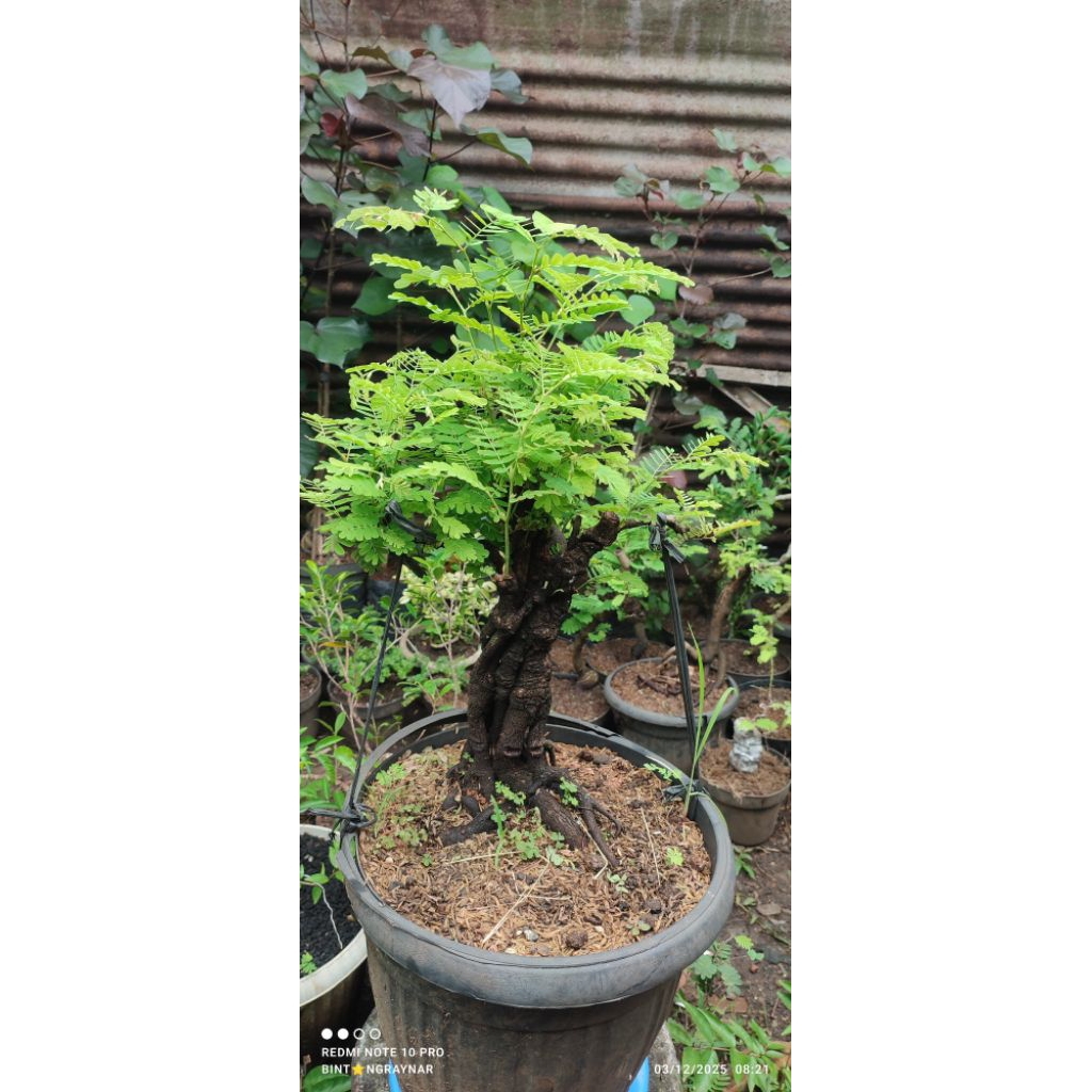 bonsai asem jawa angker/bahan bonsai asem