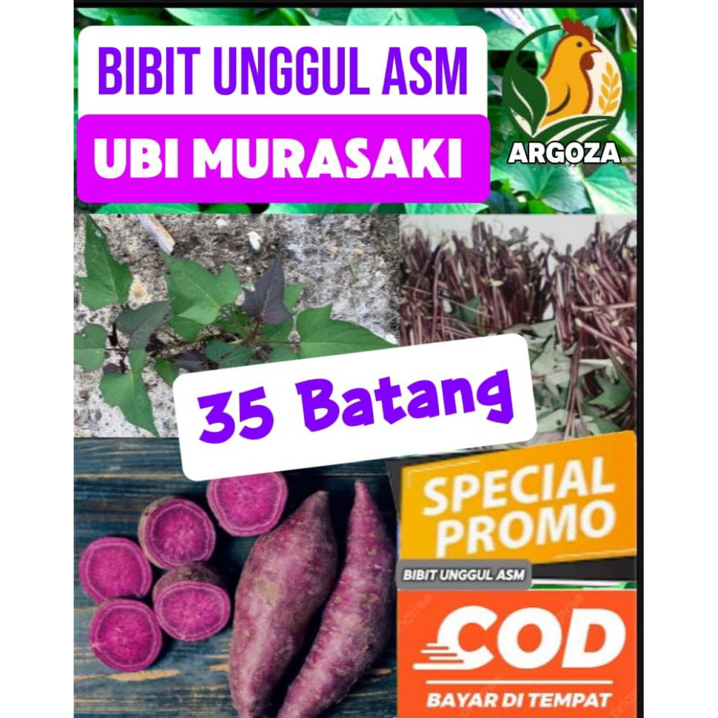 Bibit Ubi jepang MURASAKI Asli (Import) ASM / Isi 35 Batang