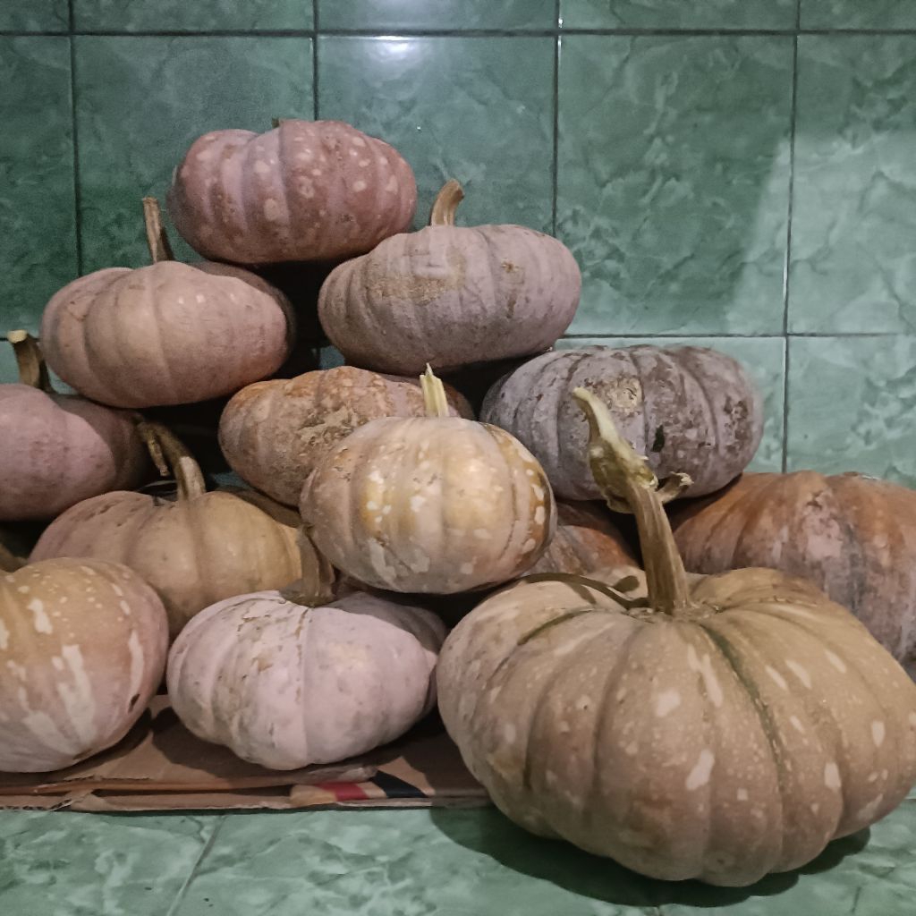 Labu Kuning Jumbo Grosir