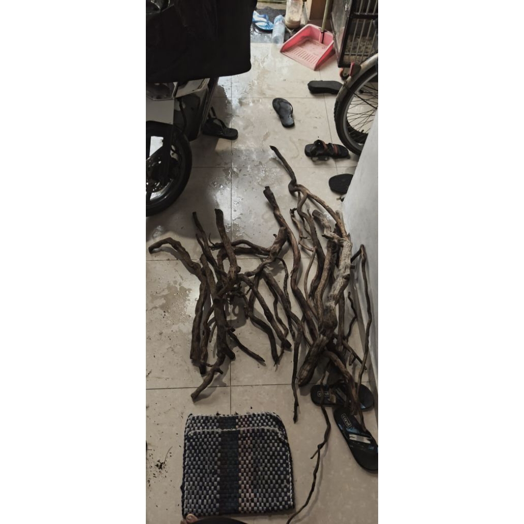 kayu santigi laut tenggelam