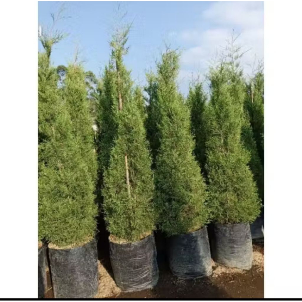 TERMURAH Cemara lilin 1-2 meter segala jenis Cemara pohon natal tanaman hias hidup asli