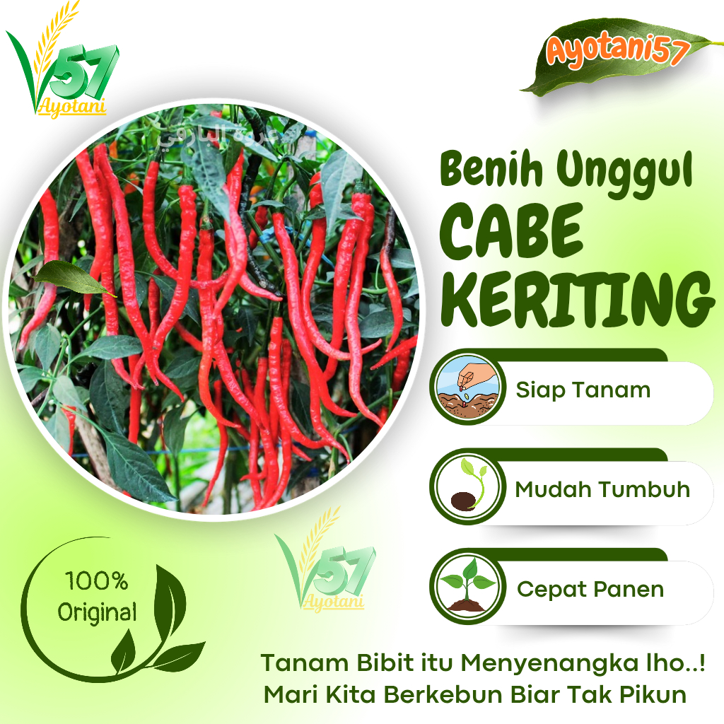 25 Bibit Cabe Merah Keriting  / Benih unggul Cabe Keriting | Bibit cabe merah keriting lebat panjang
