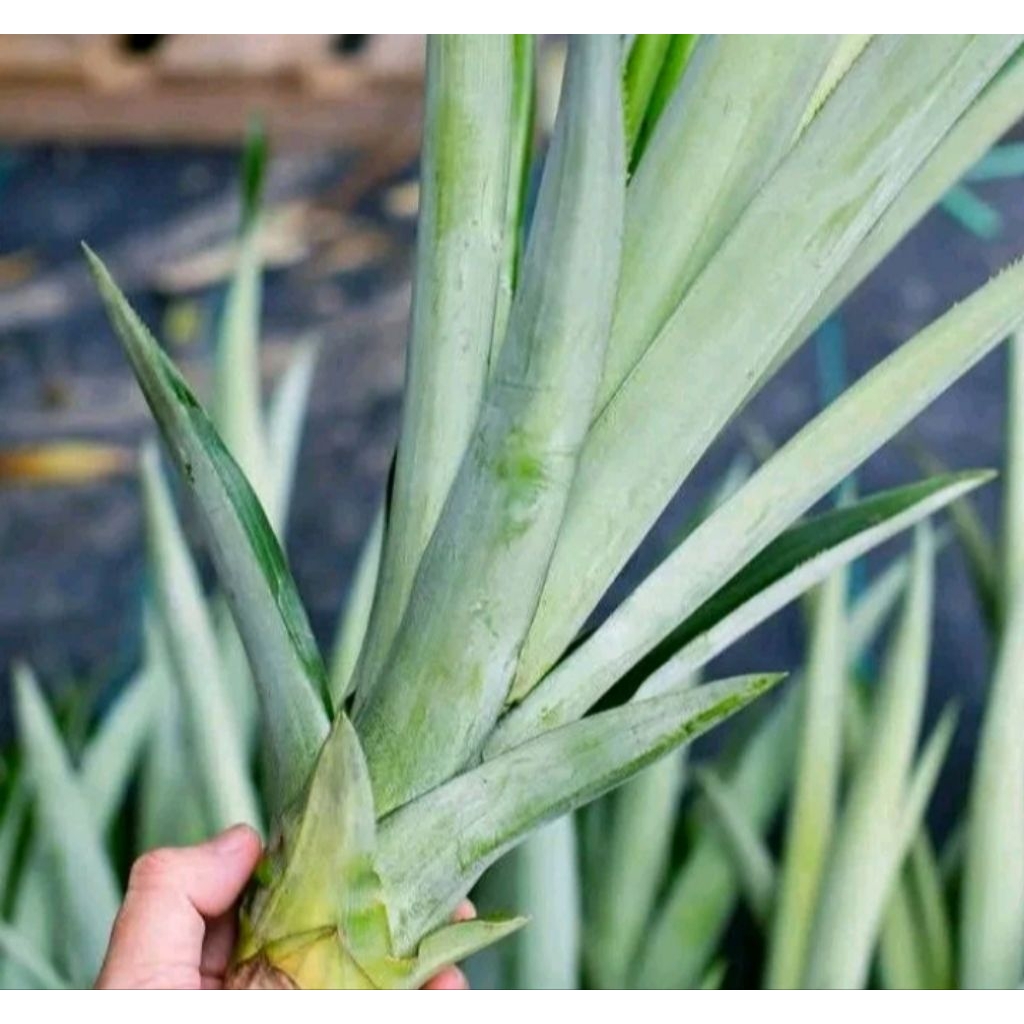 bibit nanas madu jumbo tanpa duri