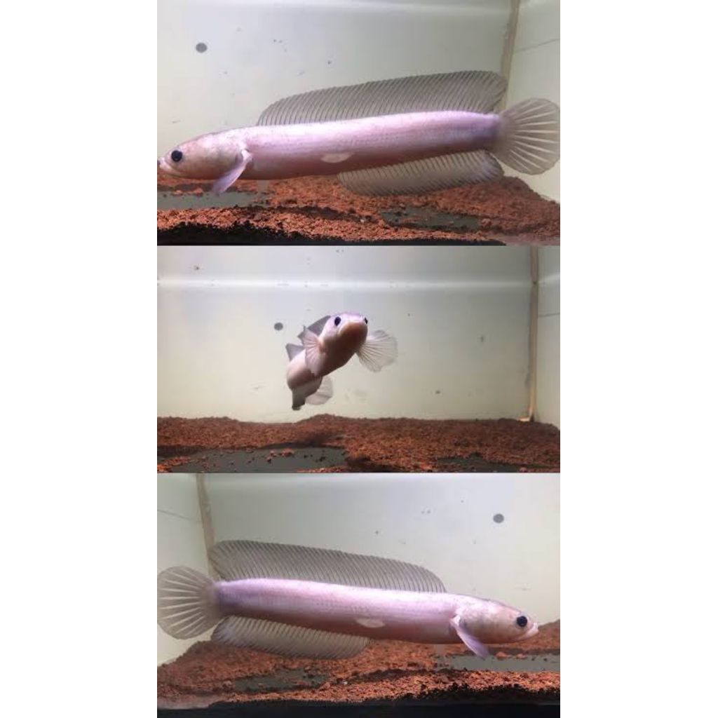 KUALITAS TERBAIK ASIATICA LEUCISTIC  8 SD 9 LV TT