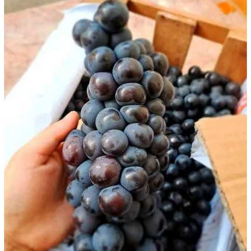 buah anggur bali kemasan per 1kg