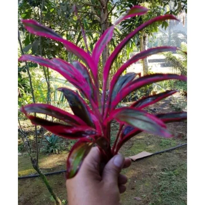 Bibit tanaman sri rejeki merah full media