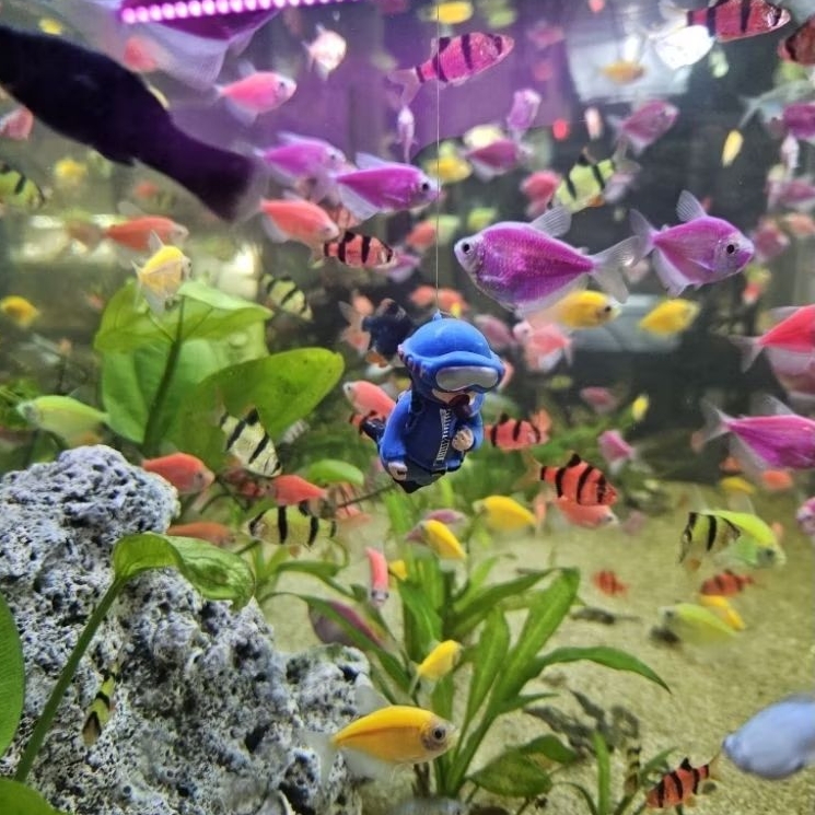 Glofish neon tetra cardinal molly guppy red pencil platy red nose manfish sumatra cae algae eater ik