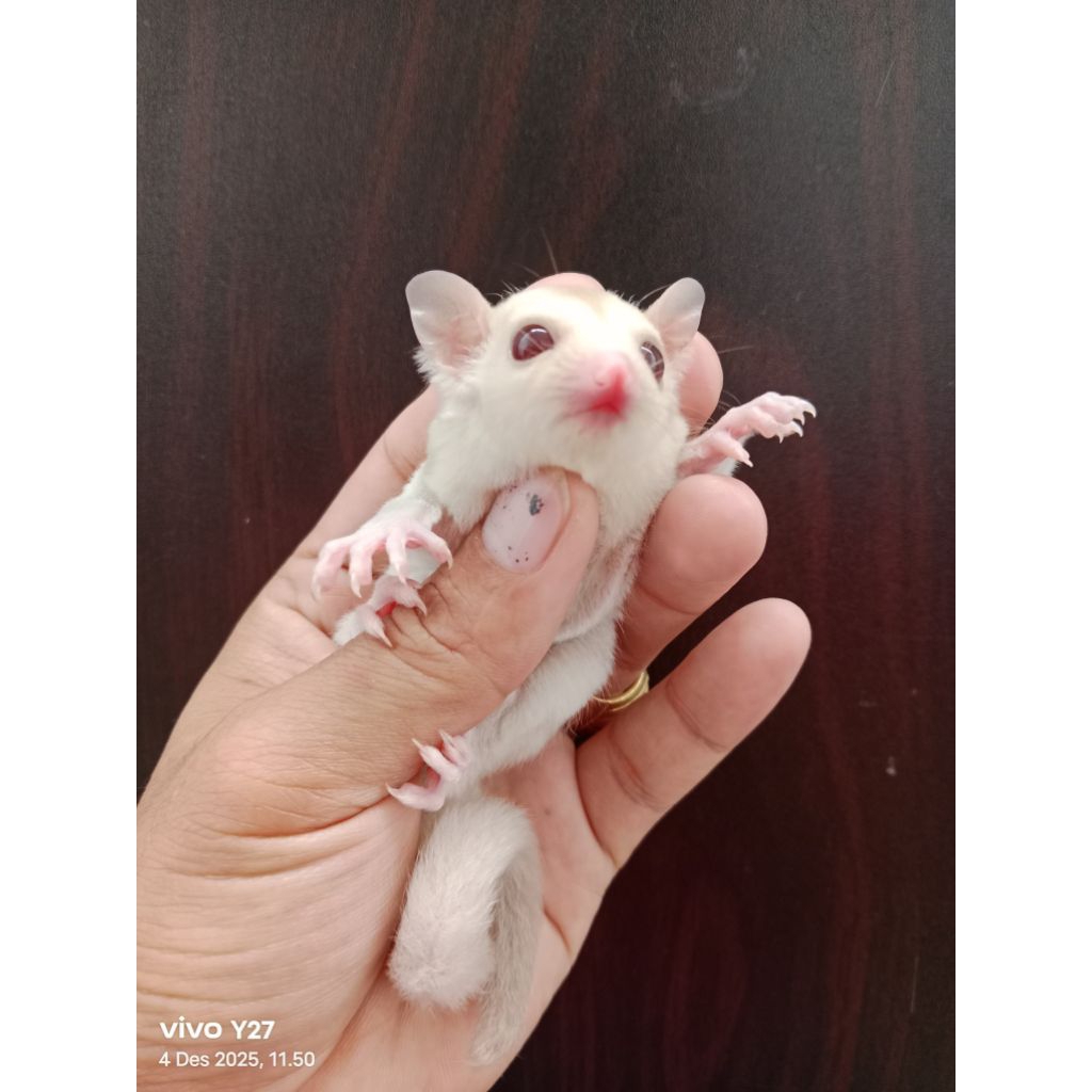 Sugar glider creamino Joey jantan
