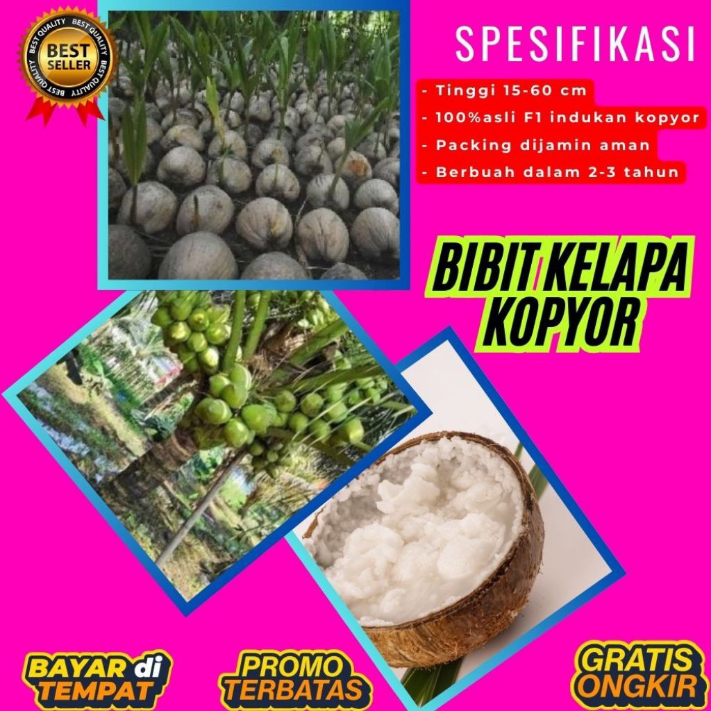 PROMO  Bibit Kelapa Kopyor, Bibit Kelapa Kopyor Asli, Bibit Kelapa Kopyor Bersertifikat