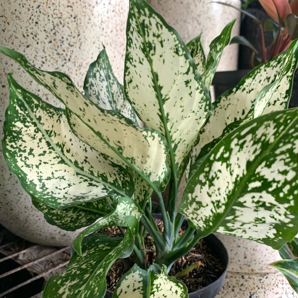 Aglonema Snow white - tanaman hias aglonema snow white rimbunan remaja